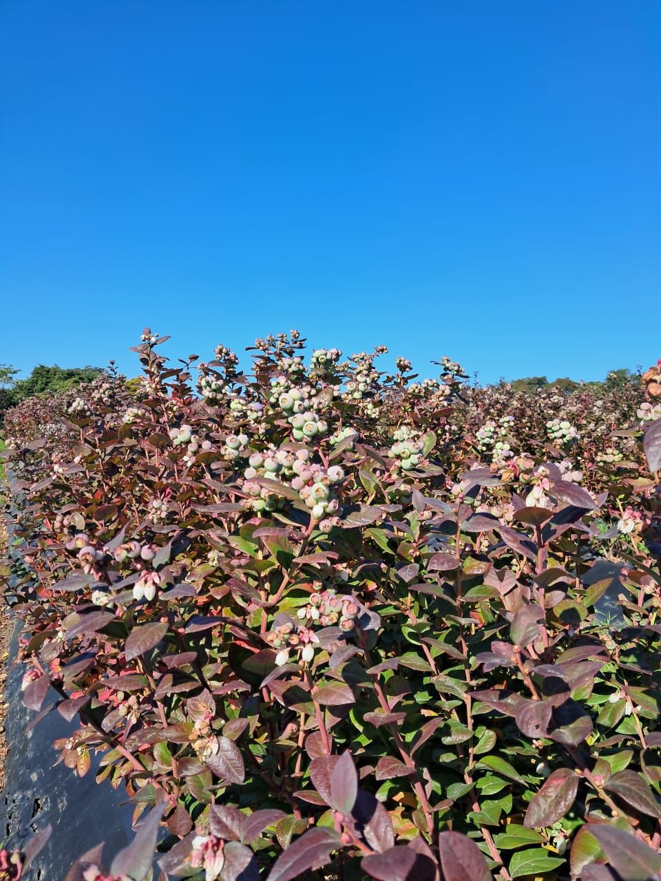 Variedad de arándanos Tafi 