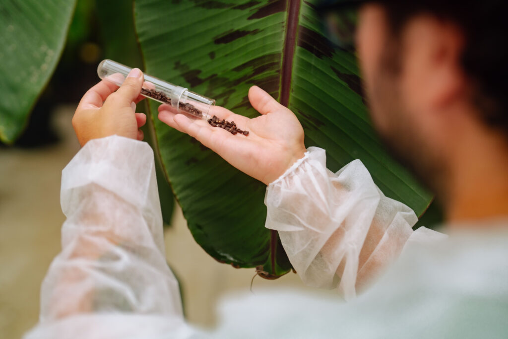 Chiquita planea lanzar entre 2028 y 2030 bananas no transgénicas resistentes al Fusarium R4T