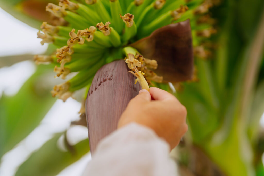 Chiquita planea lanzar entre 2028 y 2030 bananas no transgénicas resistentes al Fusarium R4T