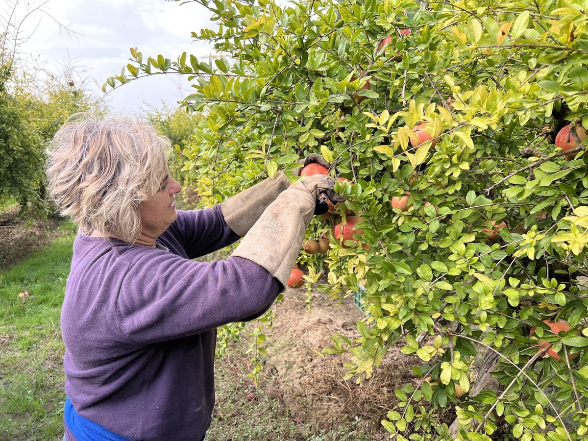 Granada Mollar de Elche: “Competimos en valor, no en volumen”, afirma presidente de la DOP