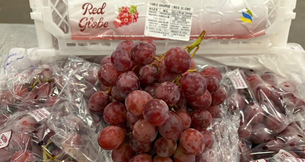 Chile refuerza su rol como proveedor estratégico de uva en contraestación con envío a Países Bajos