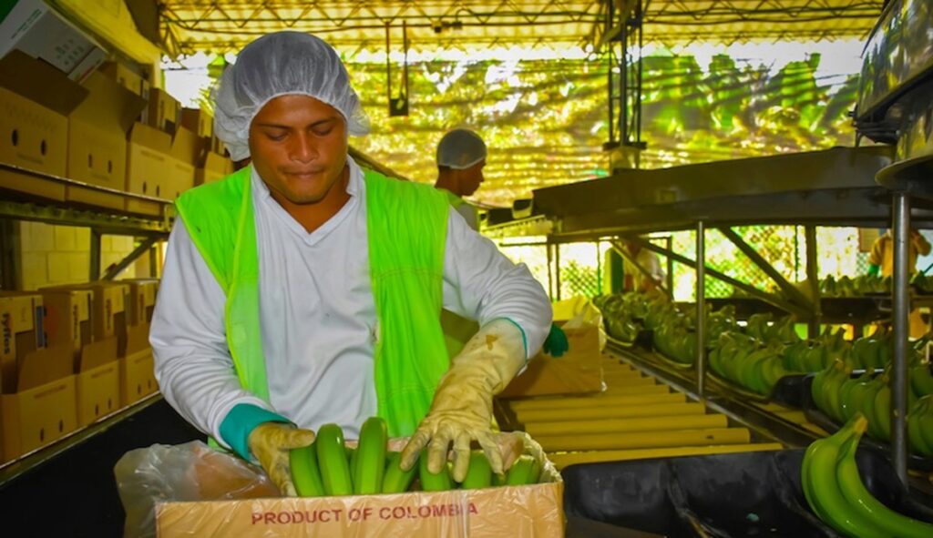Bananeros colombianos alertan por revaluación del peso y advierten impacto en la competitividad del sector