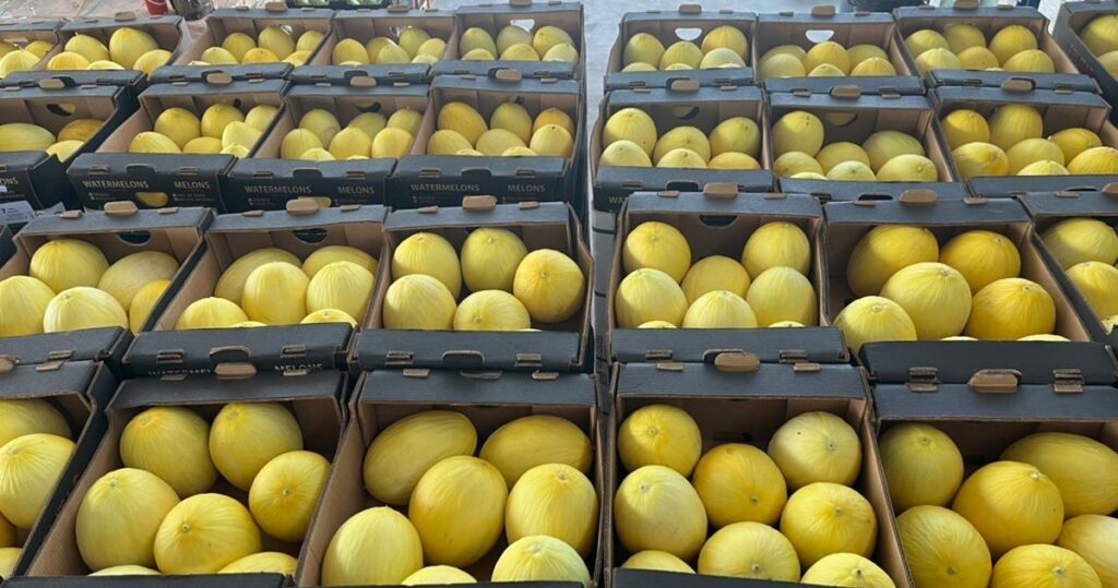 Panamá: Empresa en Alanje alcanza envío de 100 contenedores de melón y sandía a Europa