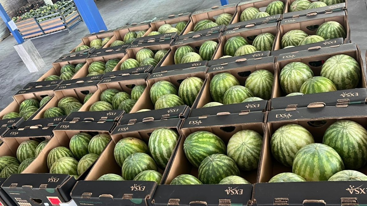 Panamá: Empresa en Alanje alcanza envío de 100 contenedores de melón y sandía a Europa