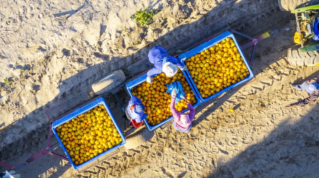 Cítricos de Sudáfrica ganan terreno en China tras actualización de protocolo sanitario
