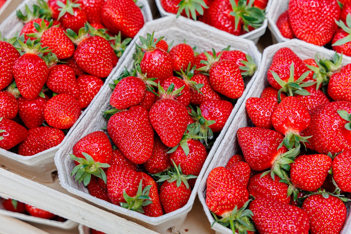 Buen clima impulsa primeras cosechas comerciales de fresas al aire libre en Reino Unido y acelera oferta local