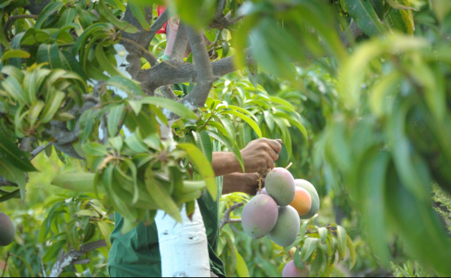 Conoce el mango Kohitur, la rara variedad de India que ni los multimillonarios pueden pagar