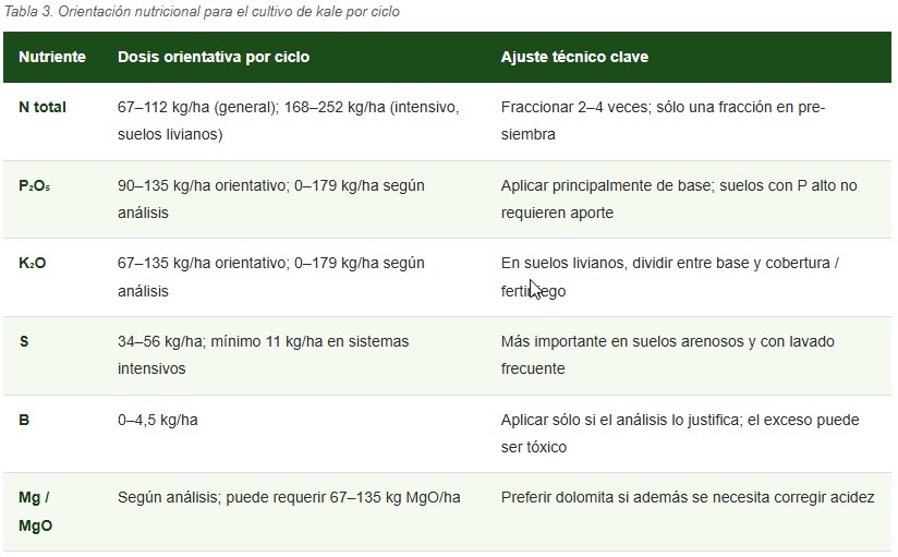 cultivo de kale