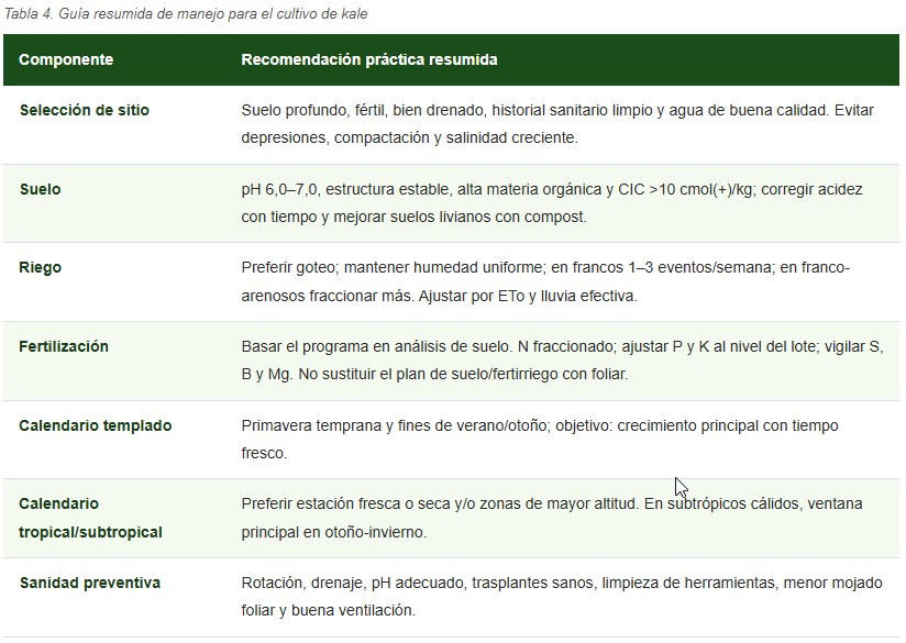 cultivo de kale
