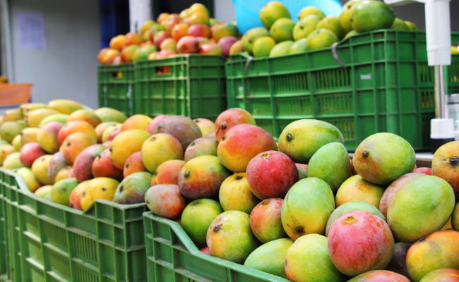 mangoes in crates