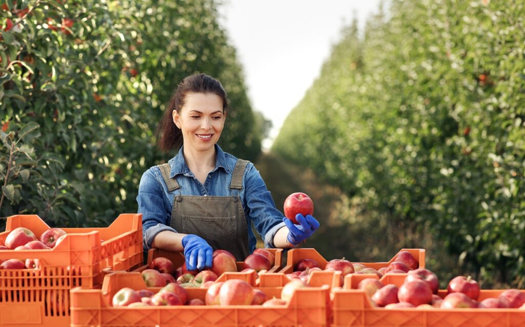 ¿Cuándo cosechar peras y manzanas? Las claves que marcan la diferencia en calidad