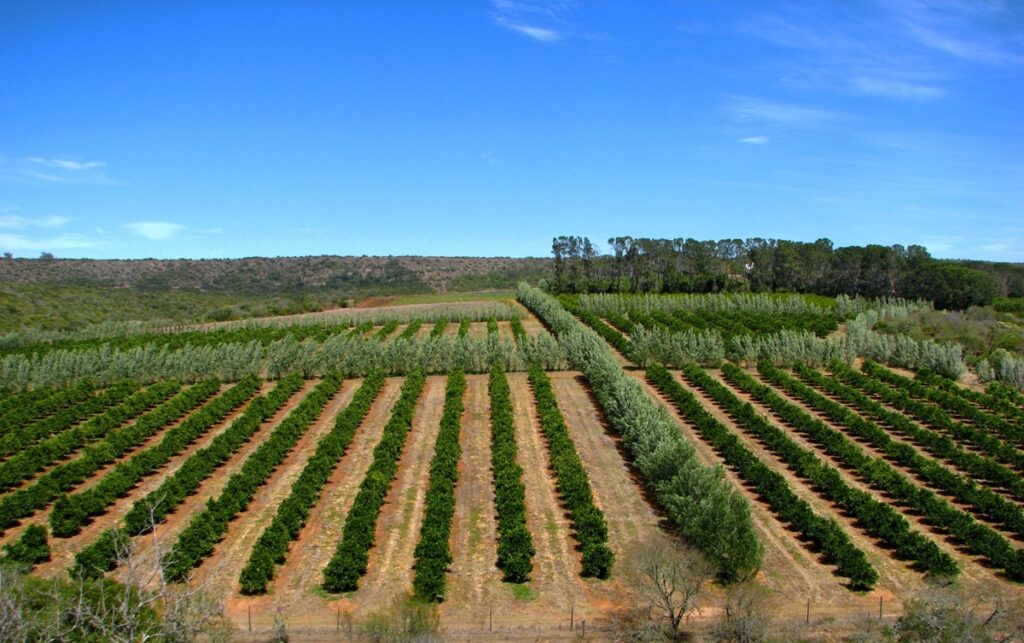 Exportaciones de cítricos de Sudáfrica crecerían hasta 5% en 2026