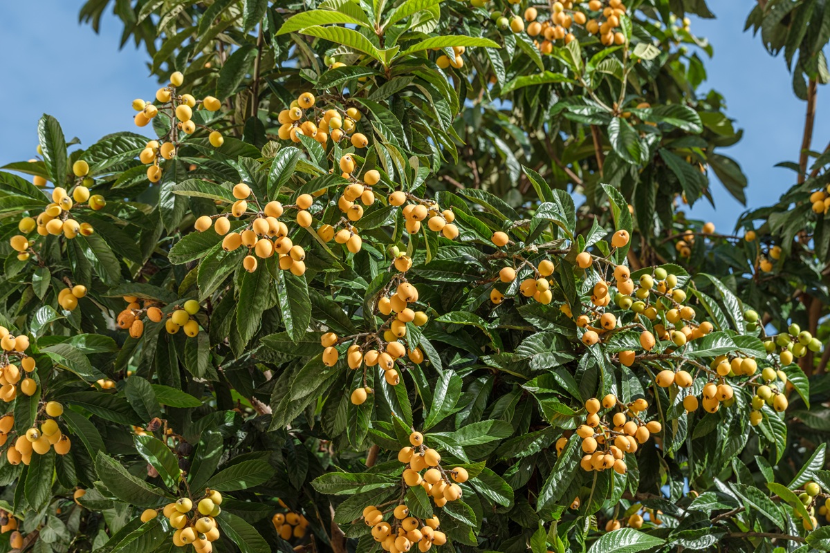 Producción de níspero de Callosa d’en Sarrià crecería en 2026, pero altos costos amenazan su sostenibilidad 4 Producción de níspero de Callosa d’en Sarrià crecería en 2026, pero altos costos amenazan su sostenibilidad