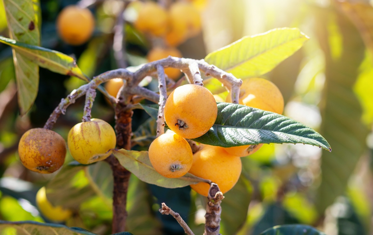 Producción de níspero de Callosa d’en Sarrià crecería en 2026, pero altos costos amenazan su sostenibilidad 3 Producción de níspero de Callosa d’en Sarrià crecería en 2026, pero altos costos amenazan su sostenibilidad