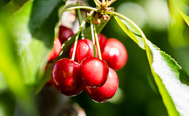 Cerezas: la innovación que está redefiniendo la categoría