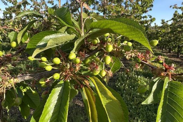 Industria de cerezas del noroeste de Estados Unidos proyecta menor volumen tras año récord