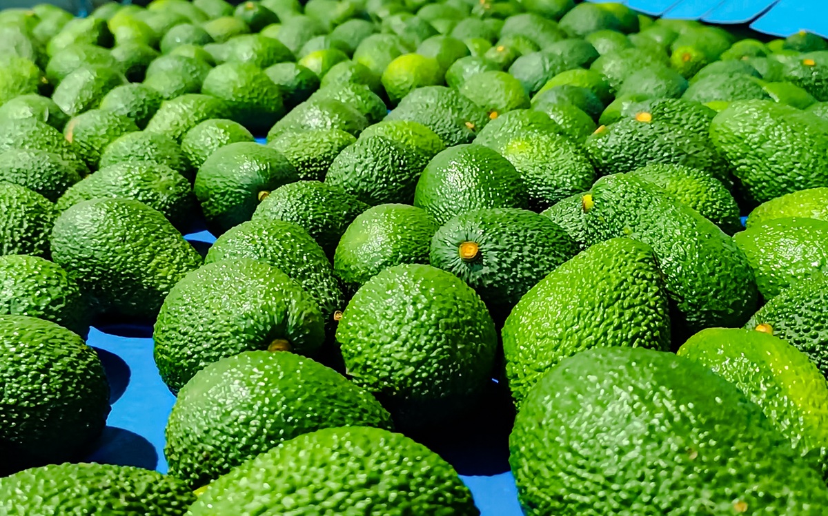 Exportaciones de palta Hass peruana crecerían 6% en 2026 y superarían las 765 mil toneladas