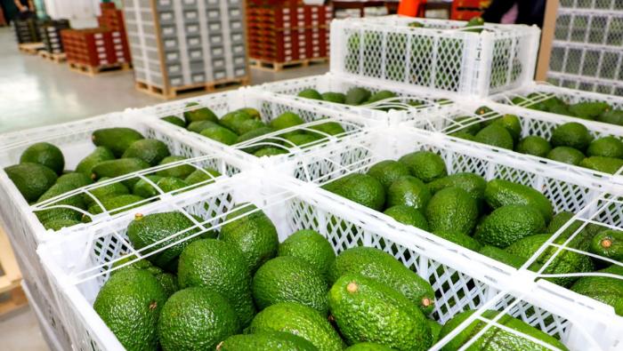 Perú inicia el año con fuerte impulso exportador: frutas y hortalizas rozan los US$ 1.000 millones en enero 3 Perú inicia el año con fuerte impulso exportador: frutas y hortalizas rozan los US$ 1.000 millones en enero