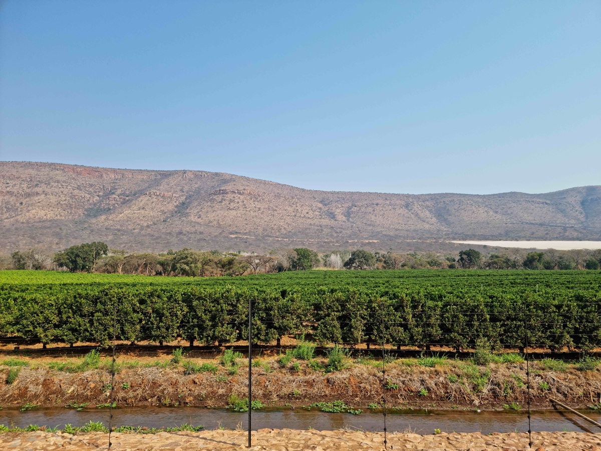Sudáfrica mantiene envíos de cítricos a Medio Oriente pese a mayores tiempos de tránsito