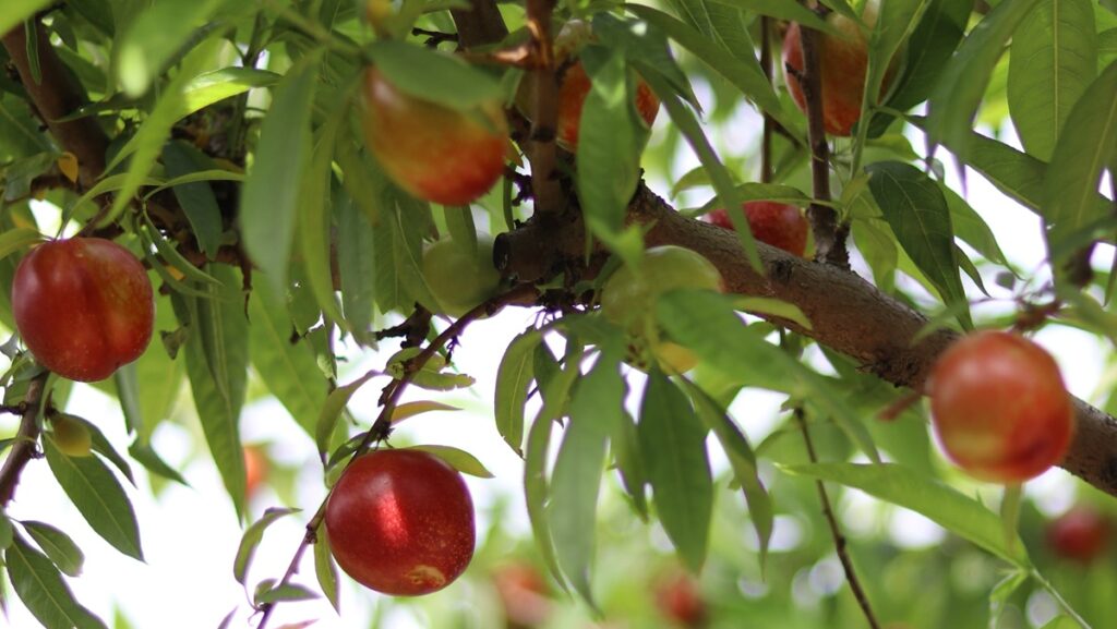 Plus Berries arranca la campaña de fruta de hueso con alta calidad