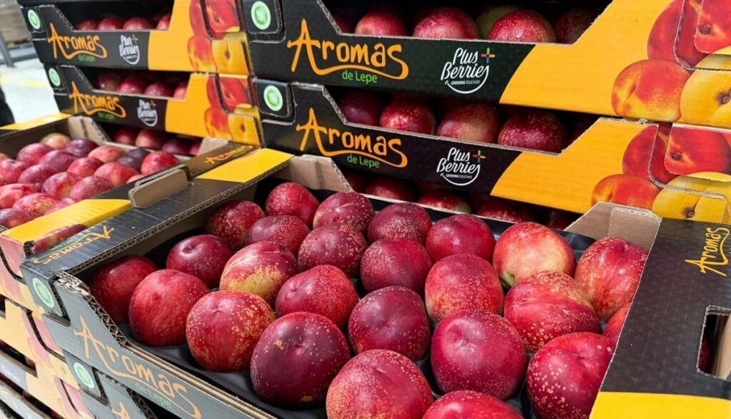 Plus Berries arranca la campaña de fruta de hueso con fruta de calidad