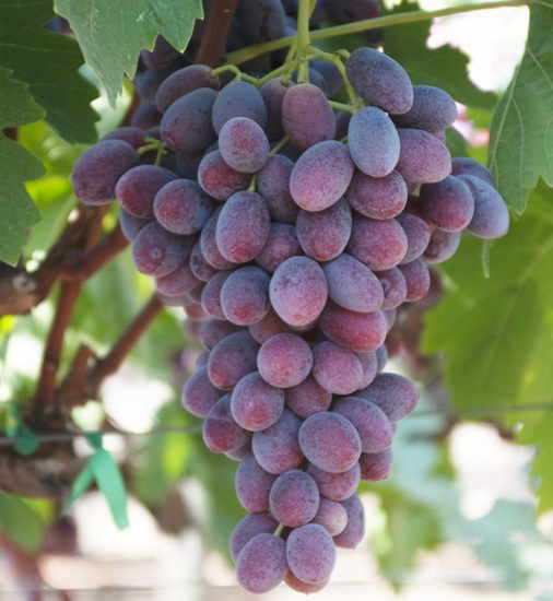 BLOOM FRESH™ impulsa innovación en uva de mesa con inédito "Open Box"