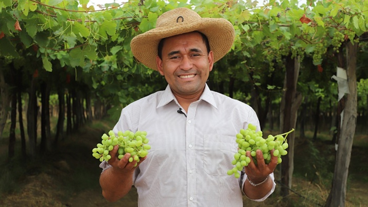 ¿Cómo mantener los márgenes de rentabilidad de la uva de mesa peruana?