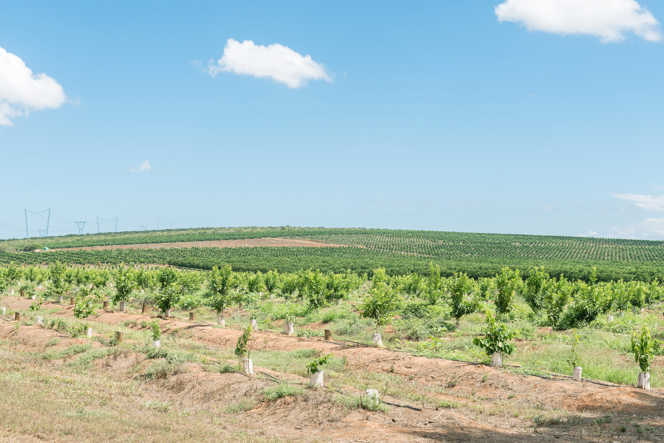 Exportaciones de cítricos de Sudáfrica crecerían hasta 5% en 2026 5 shutterstock 1603665679 scaled