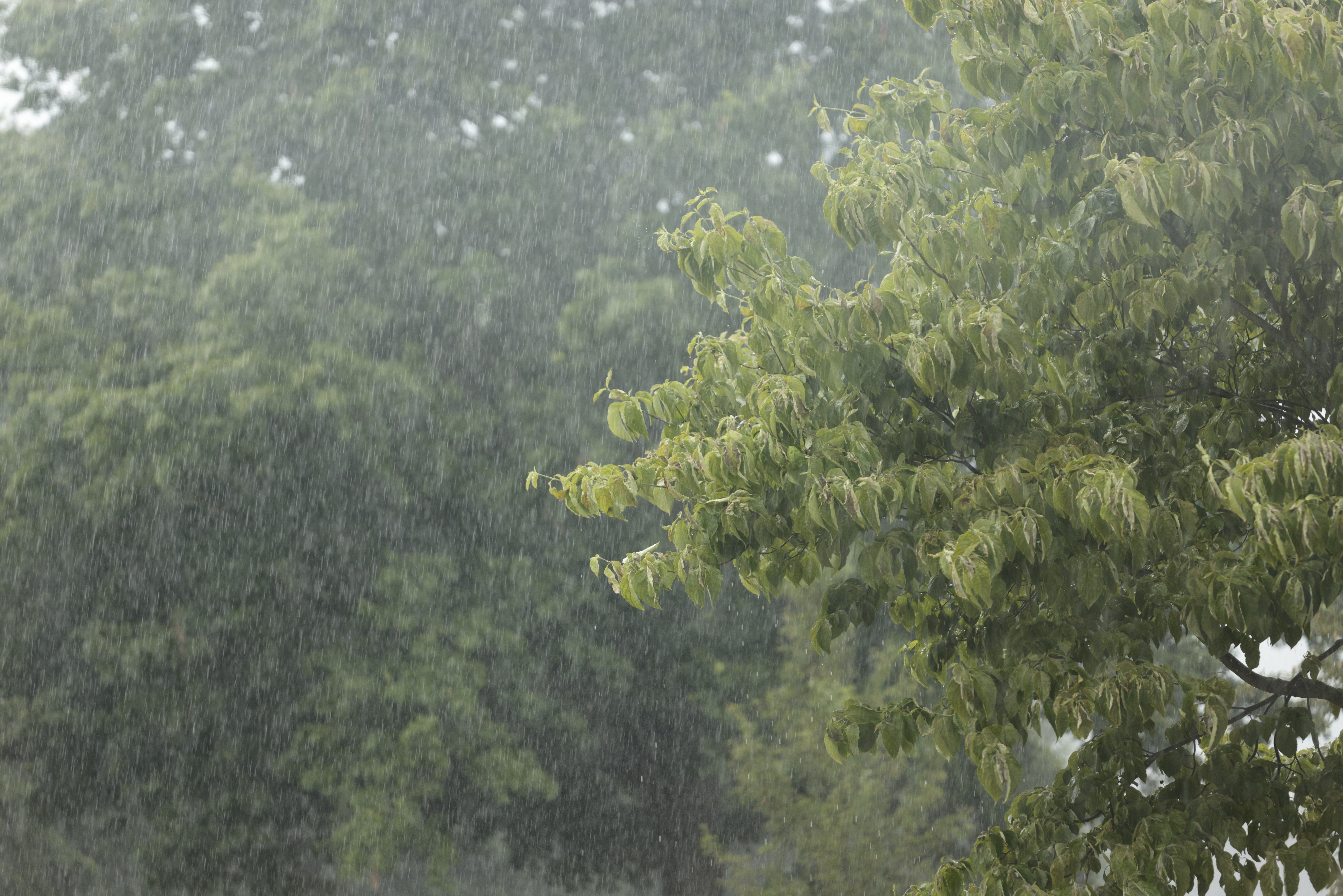 Niño costero en Perú: ¿cuál es el impacto en el agro?