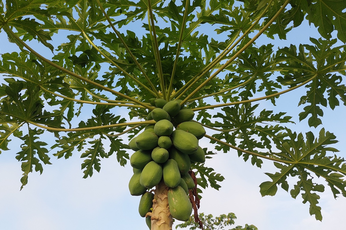Exportaciones de papaya arrancan 2026 con fuerza y proyectan ingresos récord en el primer semestre