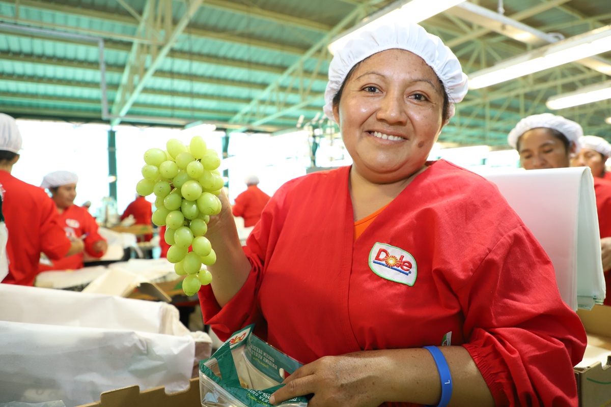 Más de 706 mil toneladas de uva peruana se exportaron con tratamiento en frío en 2025-2026