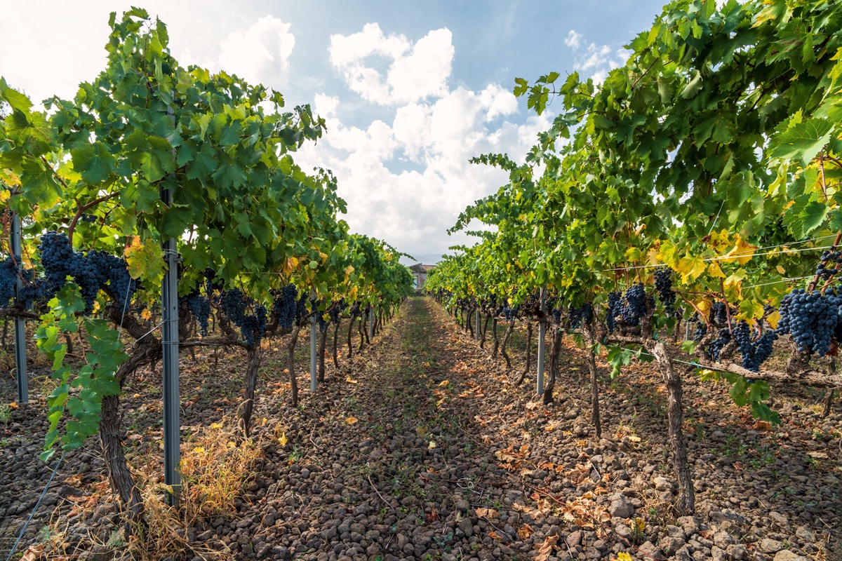 UC Davis Chile impulsa innovación y transferencia tecnológica en la fruticultura chilena