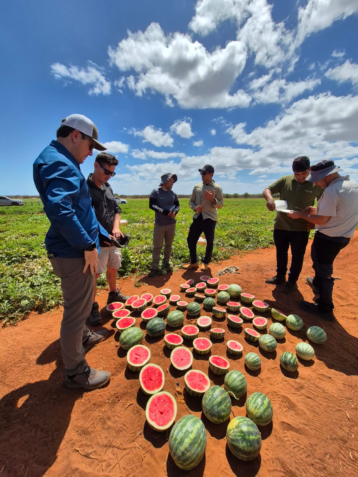 Hazera impulsa el crecimiento de las mini sandías en los mercados internacionales