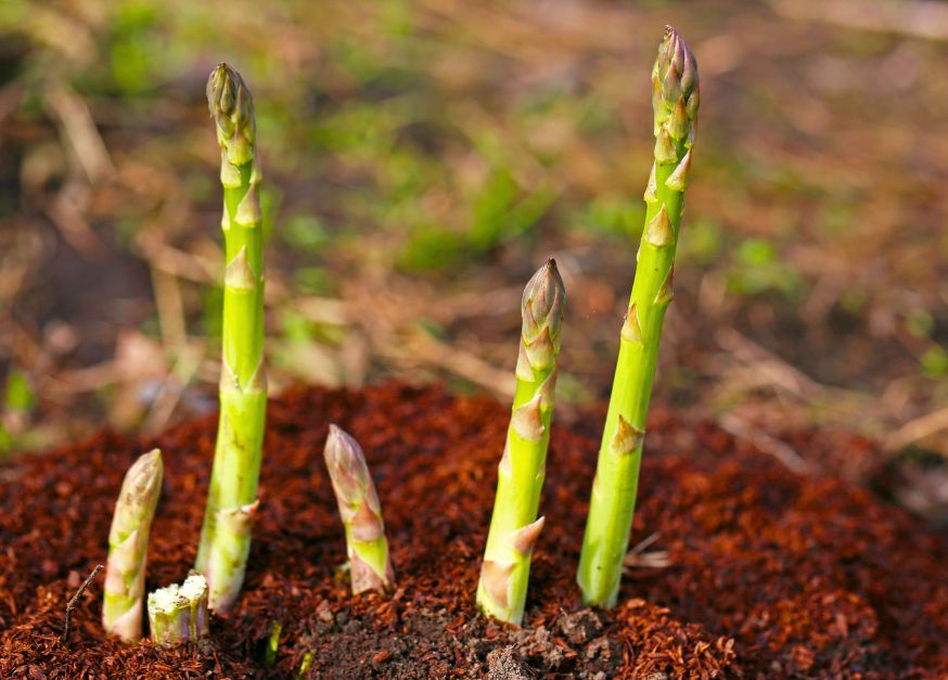cultivo de espárragos
