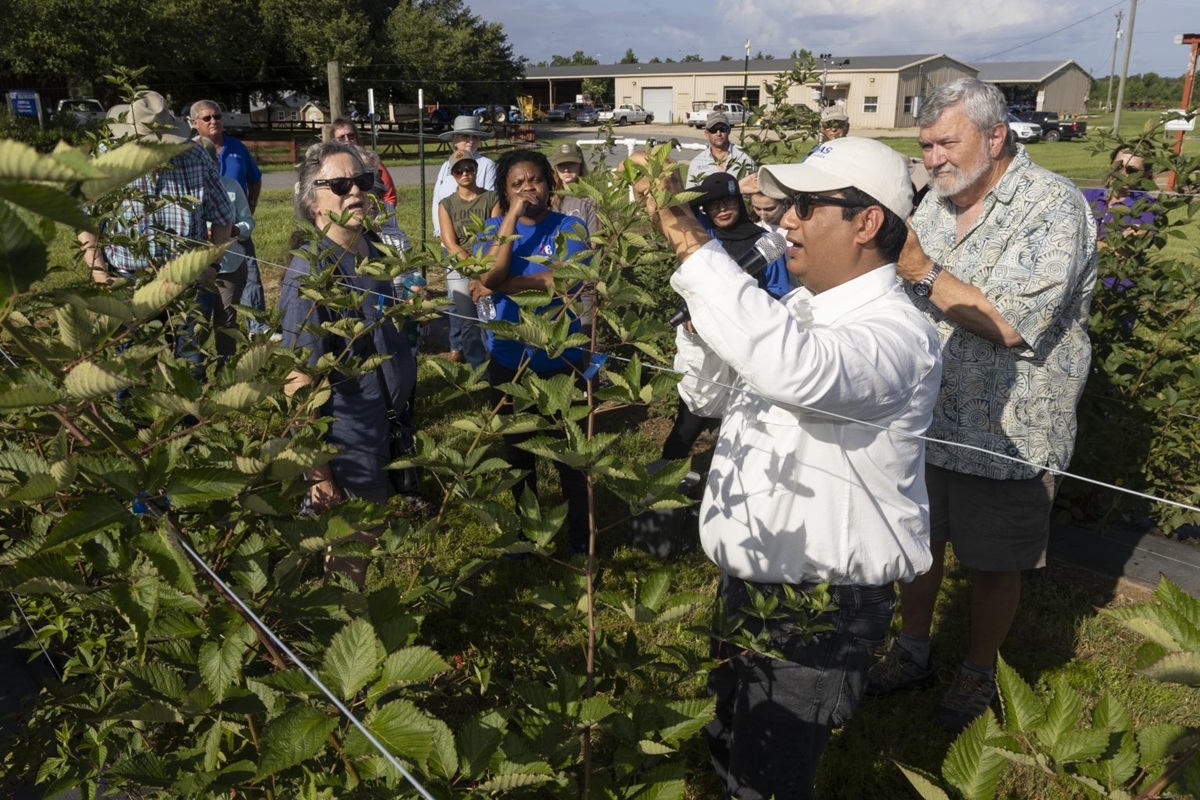 De producción domestica a comercial: con mejoramiento genético buscan potenciar el cultivo de mora en Florida