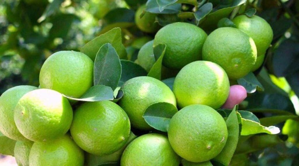 Piura concentra el 76,7 % de las exportaciones peruanas de limón Tahití