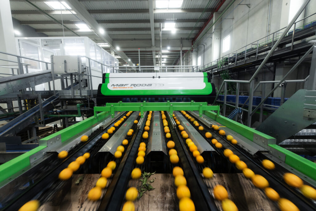 Automatización poscosecha para cítricos: eficiencia, homogeneidad y calidad con las soluciones de MAF RODA
