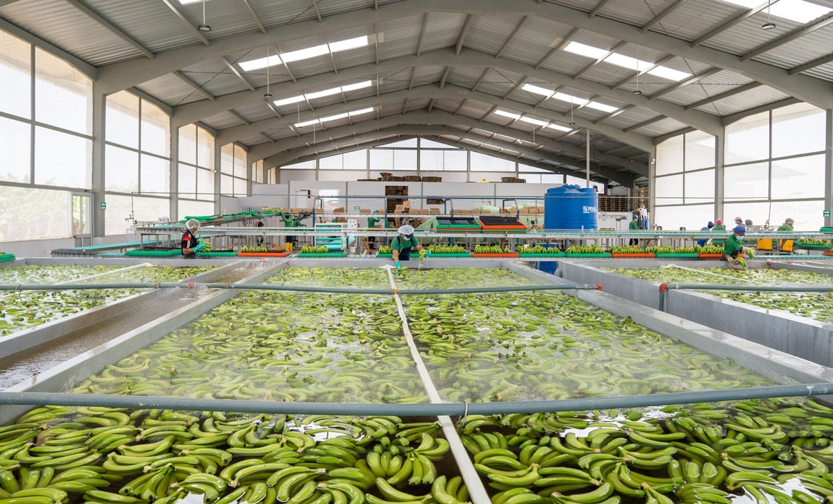 Banano ecuatoriano mantiene crecimiento sostenido en mercados internacionales