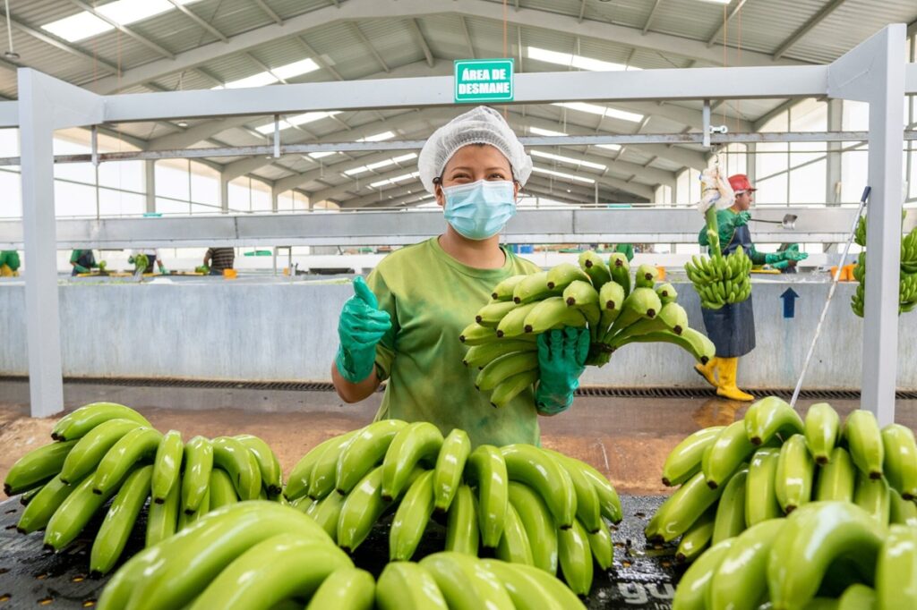 Envíos de banano de Ecuador crecen 5,5% en el primer semestre impulsados por Europa y Rusia