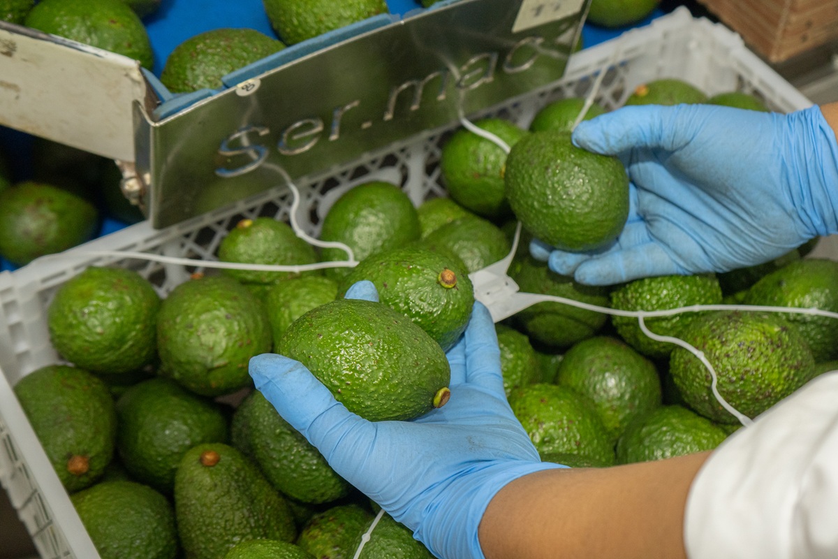 Un ejemplo de posicionamiento del aguacate Hass en Colombia