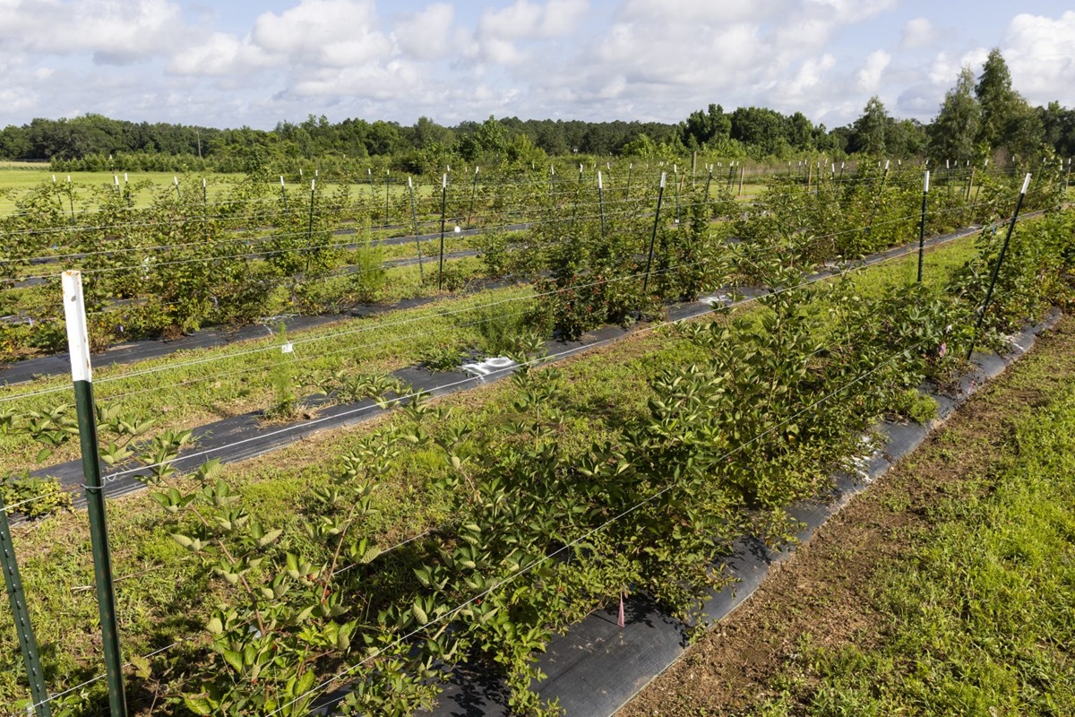 Investigadores desarrollan moras con potencial comercial para Florida