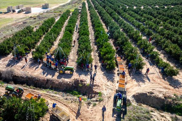 Regiones productoras de cítricos en Sudáfrica sufren graves inundaciones, los soft citrus serían los más afectados 4 Regiones productoras de cítricos en Sudáfrica sufren graves inundaciones, los soft citrus serían los más afectados