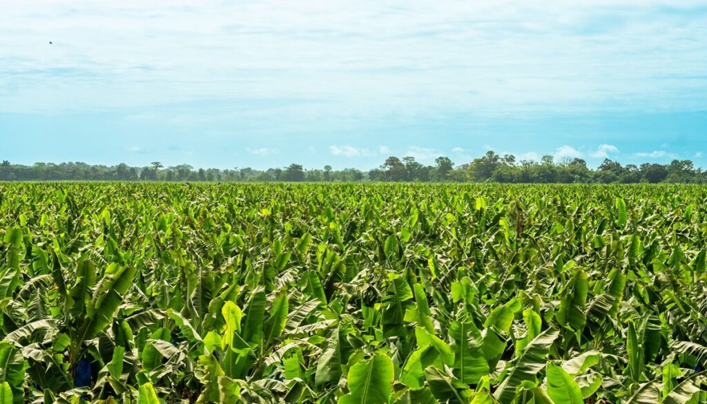 Fresh Del Monte cerrará fincas de banano en Costa Rica y deja 850 trabajadores afectados
