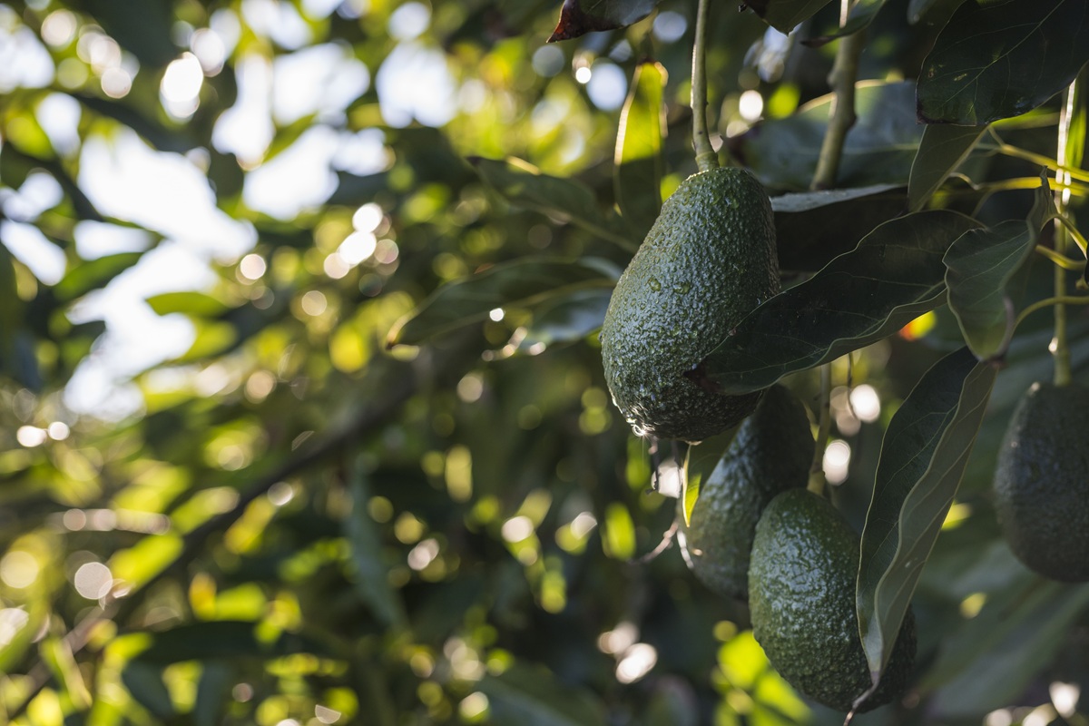Cosecha de palta chilena superó las proyecciones y confirma el buen momento de la fruta