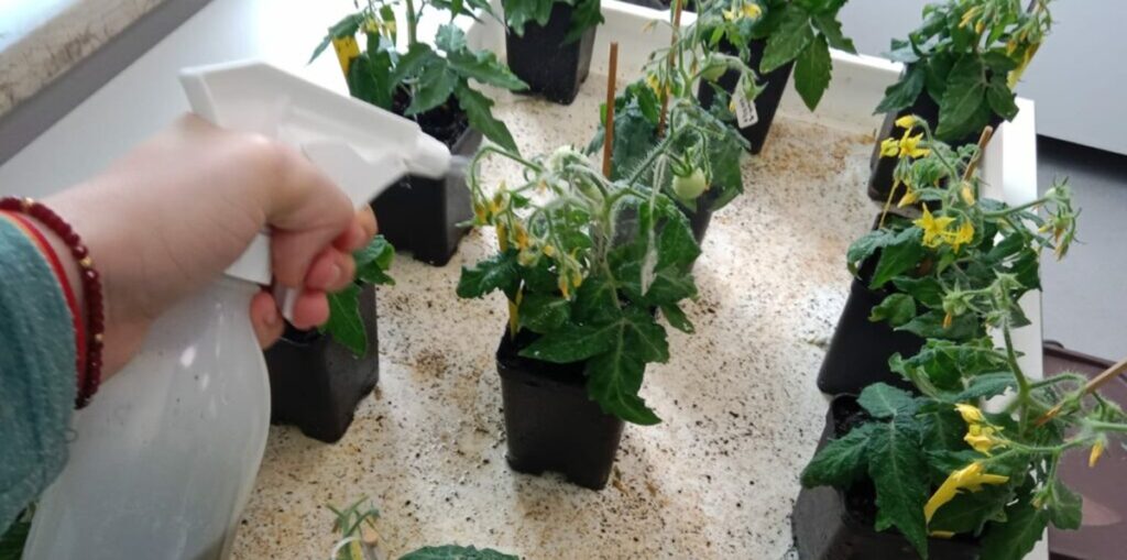 Científicos desarrollan bioabono que aumenta hasta 60% la producción agrícola