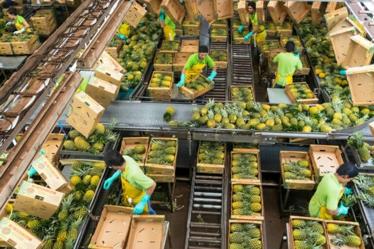 Fresh Del Monte navega un "entorno complejo" en el primer trimestre de 2026 con una reconfiguración de su portafolio