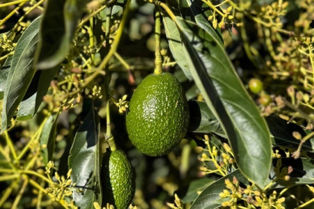 Jalisco ayuda a cubrir la brecha de oferta de aguacates en verano mientras GLC Cerritos impulsa sus programas en Estados Unidos