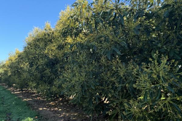 Jalisco ayuda a cubrir la brecha de oferta de aguacates en verano mientras GLC Cerritos impulsa sus programas en Estados Unidos 5 Jalisco ayuda a cubrir la brecha de oferta de aguacates en verano mientras GLC Cerritos impulsa sus programas en EE.UU.