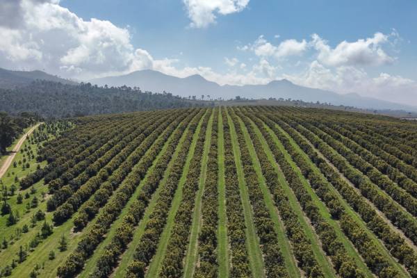 Jalisco ayuda a cubrir la brecha de oferta de aguacates en verano mientras GLC Cerritos impulsa sus programas en Estados Unidos 3 Jalisco ayuda a cubrir la brecha de oferta de aguacates en verano mientras GLC Cerritos impulsa sus programas en EE.UU.