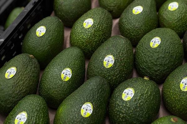 Jalisco ayuda a cubrir la brecha de oferta de aguacates en verano mientras GLC Cerritos impulsa sus programas en Estados Unidos 4 Jalisco ayuda a cubrir la brecha de oferta de aguacates en verano mientras GLC Cerritos impulsa sus programas en EE.UU.
